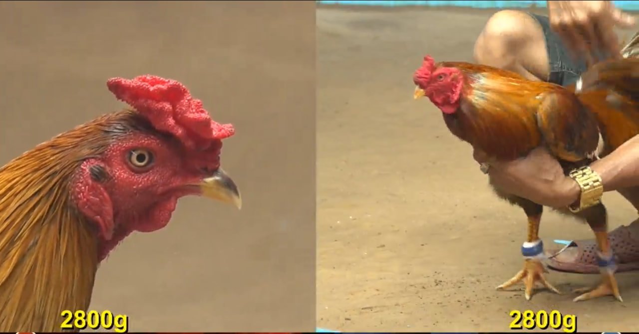 🔥Trực chiến Thomo – Những phút nghẹt thở trong trường gà Campuchia